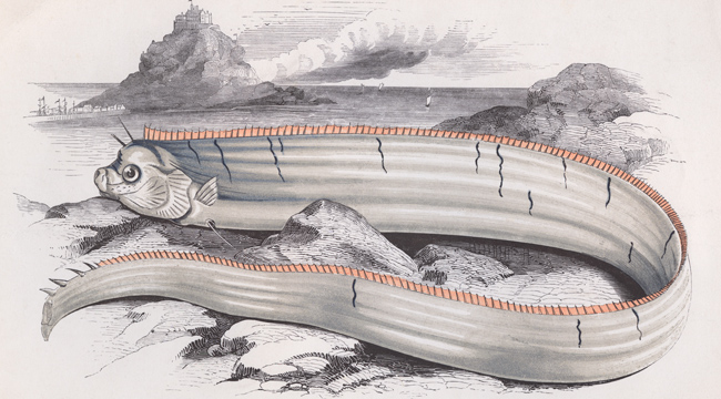 oarfish-archive-image