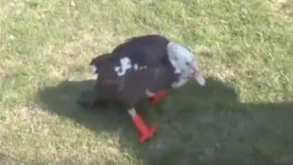 A Duck Lost Its Flippers, So He Got Some 3D-Printed Ones To Help Him Waddle Again