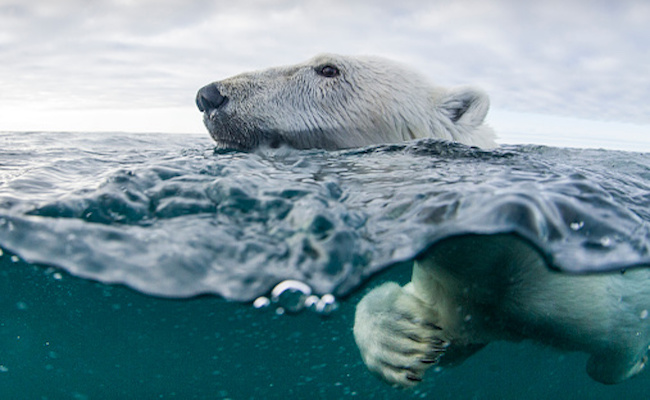 polar-bear-getty