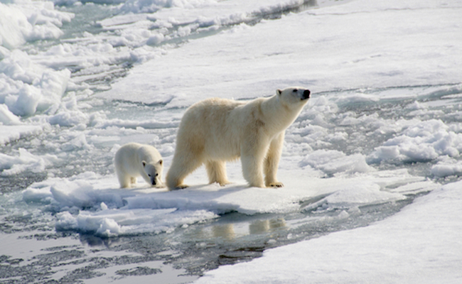 polar-bear-with-baby-ss