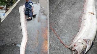 The Earthquake In Japan Unleashed This Giant Fish To Feast On Our Nightmares