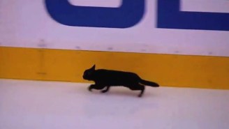 A Black Cat Snuck Onto The Ice During Sharks-Predators Warmups, Which Is Bad News For Someone