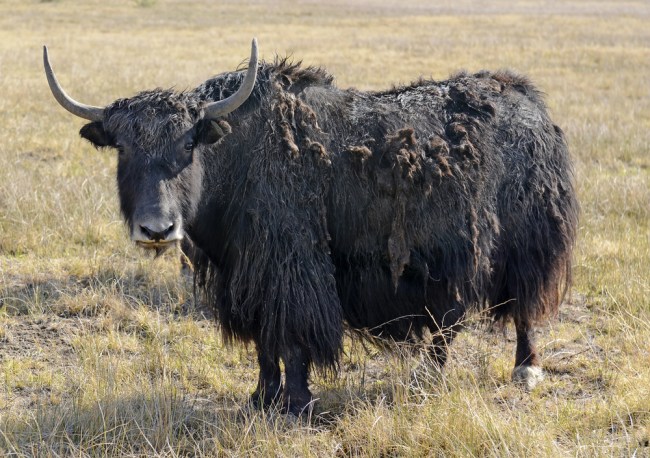 yak