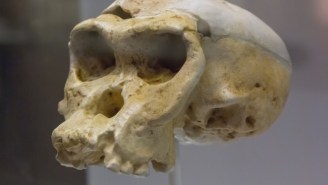 Neanderthals May Have Died Out From STIs, Thanks To Our Ancestors
