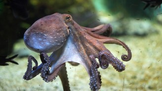 Inky The Octopus Made A Daring Escape To The Ocean From The New Zealand National Aquarium