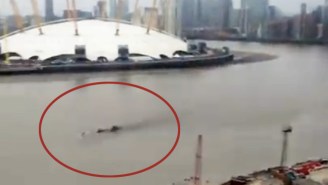 No One Can Figure Out What This Mysterious Creature Swimming In The Thames River Is