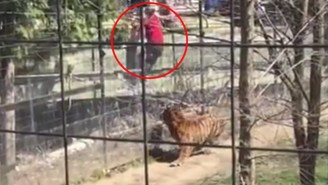This Woman Makes A Poor Decision To Hop The Fence At The Tiger Pen For Her Hat