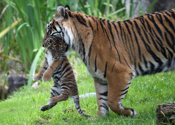 Two-Month Old Sumatran Tiger Cub Meets Public For First Time At SF Zoo