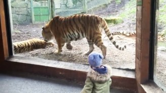 No One Is More Pissed Off At Having Been Woken From A Nap Than This Tiger