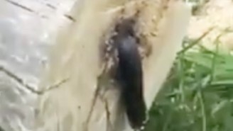 Watch This Guy Find An Unexpectedly Gross Surprise Inside A Tree He Just Cut Down
