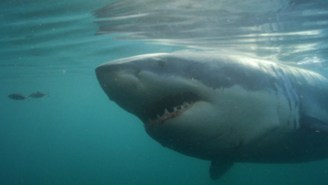 Discovery announces line up for Shark Week 2016, return of ‘Shark After Dark’