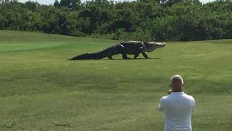 This Giant Alligator Is The Most Terrifying Golf Course Hazard