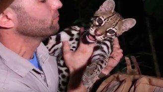 This Video Of An Animal Expert Romping Around With An Ocelot In The Rainforest Will Bring Joy To Your Day