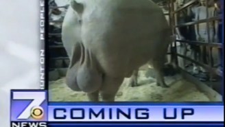 These News Anchors Can’t Regain Their Composure After The Sight Of A Pig’s Enormous Balls