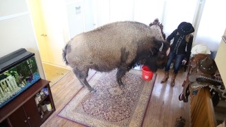 A House-Trained Bison In Dallas Now Has A New Home
