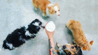 America’s First Dog Cafe Is Nothing Like You’d Expect…It’s Better
