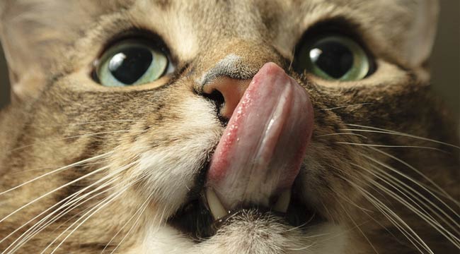 cat-uproxx