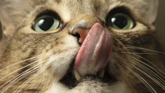 This New Brush Will Finally Let You Lick Your Cat