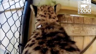 Pretend You’re Riding On The Back Of A Cheetah With This GoPro Footage