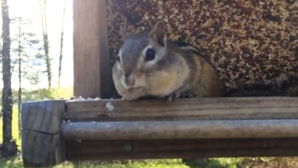 Watch This Chipmunk’s Unexpected Reaction At Getting Caught Raiding The Bird Feeder