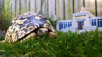 Somebody Spared No Expense On This Tiny, Adorable ‘Jurassic Park’ Tortoise Enclosure