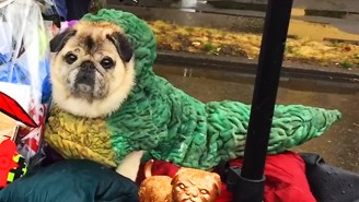 This Humane Society ‘Star Wars’ Pug Crawl Is The Most Adorable Charity Event In The Galaxy