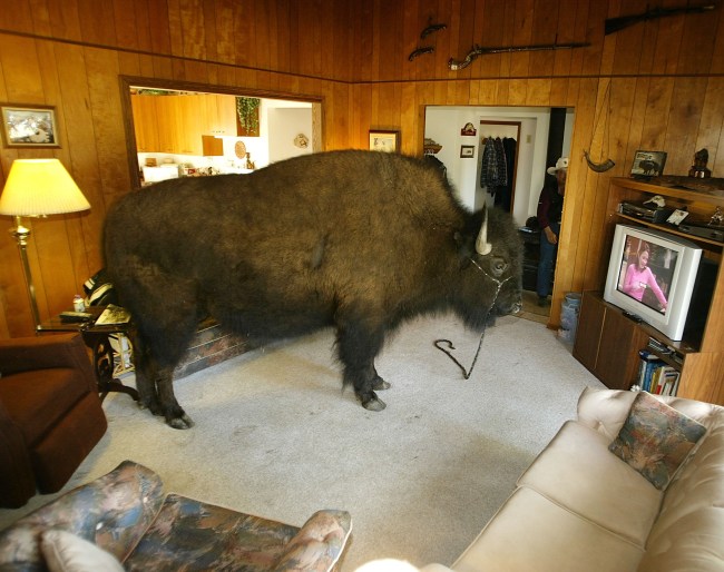 Bailey the Buffalo Spends Time in the House