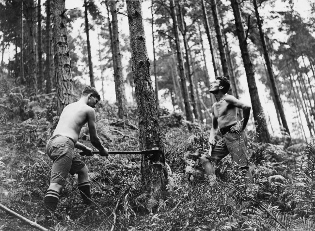 Tree Felling