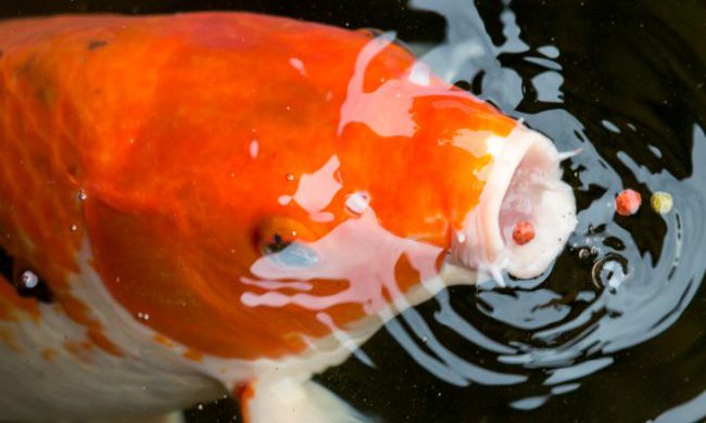 Japanese Koi carp (Cyprinus carpio) with open mouth