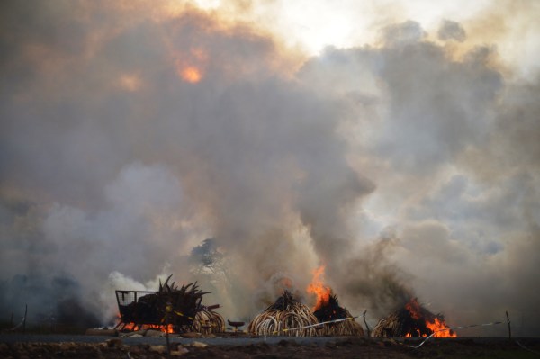 TOPSHOT-KENYA-IVORY-WILDLIFE-FIRE