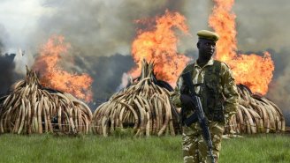 Kenya’s Massive Ivory Burn Should Light A Fire Under Us All