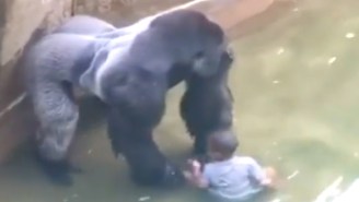 Jack Hanna Agrees ‘1,000%’ With The Cincinnati Zoo Killing Their Endangered Gorilla