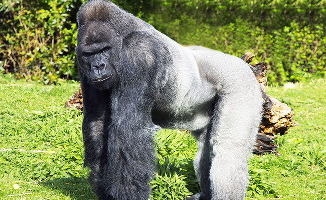 Harambe lives: Killed zoo gorilla gets a second life online - CBS News