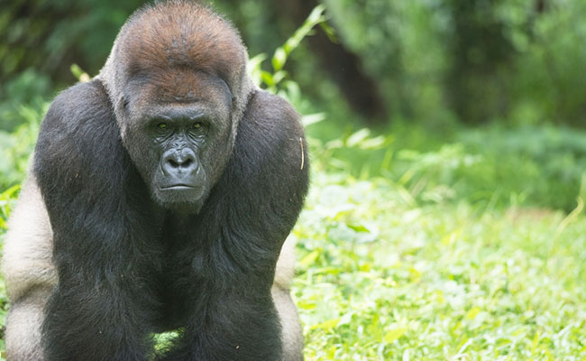 Witness Describes The Scene As Boy Climbed Into Harambe's Enclosure