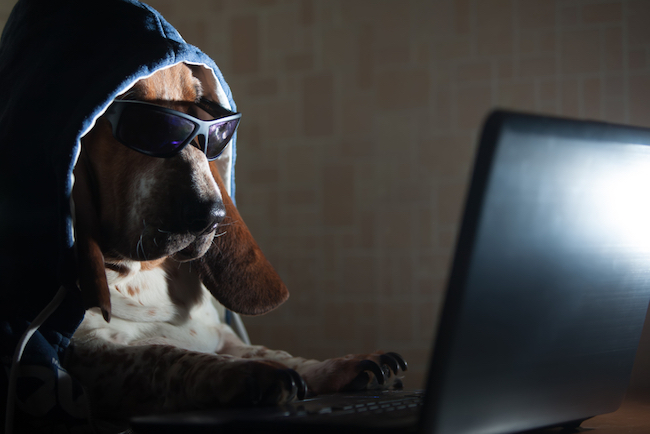 hacker dog