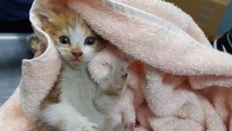 This Tiny Kitten Survived A 12-Mile Ride In A Running Car Engine