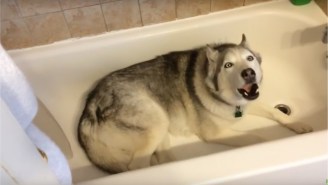 Watch This Adorable Husky Howl For Days As It Throws A Fit In A Bathtub