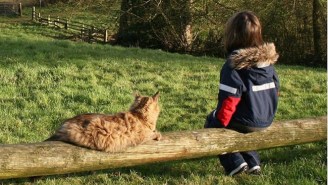 This Cat Completely Transformed The Life Of A Six-Year-Old Girl With Autism
