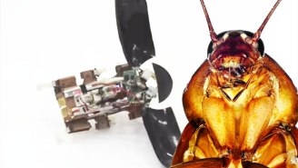 This Jumping, Crawling Robot Roach Is The Stuff Of Nightmares