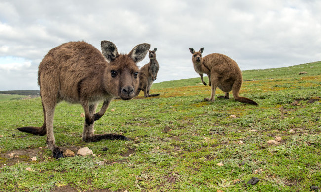 kangas