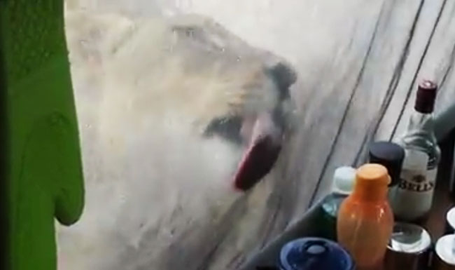Watch These Campers Film Some Lions Licking Water Off Of Their Tent