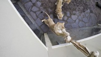 Nothing Is Cuter Than These Oregon Zoo Lions Playing With The World’s Largest Cat Toy