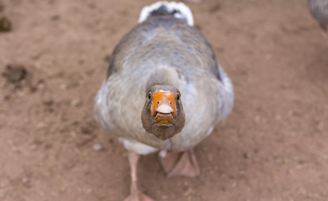 mean goose