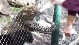 Allow This Zookeeper To Demonstrate The Wrong Way To Feed A Panther