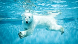 The ‘Shopping Mall Polar Bear’ Forces Us To Examine The Habitats We Build For Animals