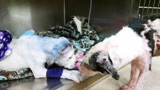 Sammie The Dog Was Shot And Left For Dead, But Found A New Friend In Recovery