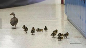 Every Year This School Empties Its Hallways So A Mama Duck Can Bring Her Babies Home