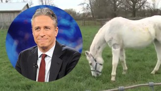 Nice Guy Jon Stewart And His Wife Adopted An Abused Horse That Had Been Shot With Paintballs