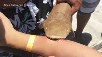 Only In Florida Is Someone Hospitalized For A Shark Bite With The Shark Still Attached