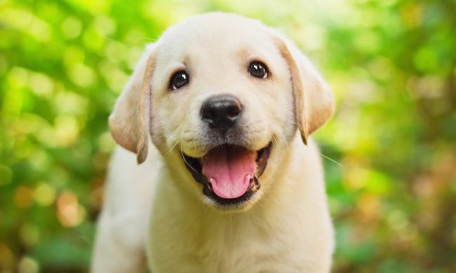 Cute little best sale labrador puppies